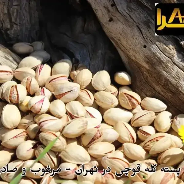 خرید عمده پسته کله قوچی در تهران - مرغوب و صادراتی